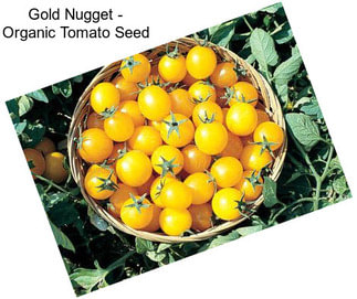 Gold Nugget - Organic Tomato Seed