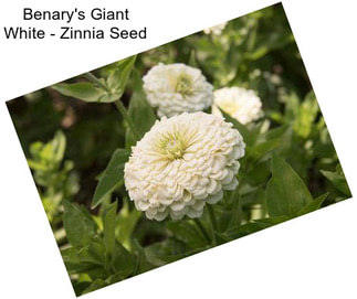 Benary\'s Giant White - Zinnia Seed