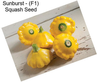 Sunburst - (F1) Squash Seed