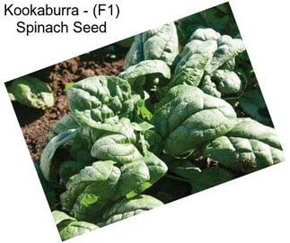 Kookaburra - (F1) Spinach Seed