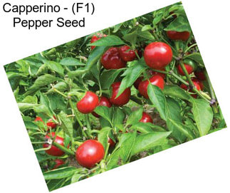 Capperino - (F1) Pepper Seed