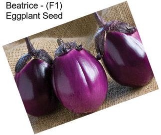 Beatrice - (F1) Eggplant Seed