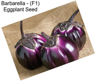 Barbarella - (F1) Eggplant Seed