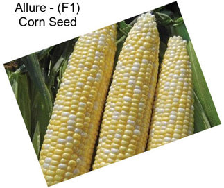 Allure - (F1) Corn Seed