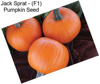 Jack Sprat - (F1) Pumpkin Seed