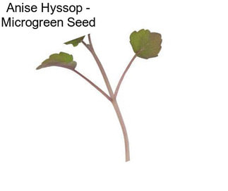 Anise Hyssop - Microgreen Seed