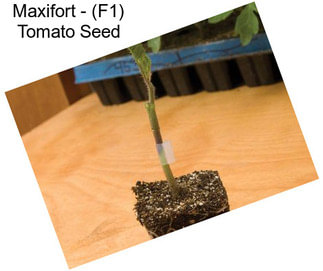 Maxifort - (F1) Tomato Seed