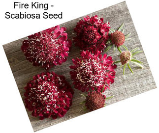 Fire King - Scabiosa Seed