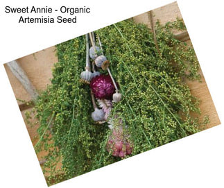 Sweet Annie - Organic Artemisia Seed