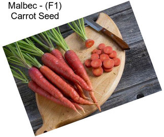 Malbec - (F1) Carrot Seed