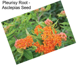 Pleurisy Root - Asclepias Seed