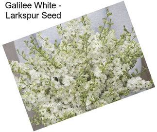 Galilee White - Larkspur Seed