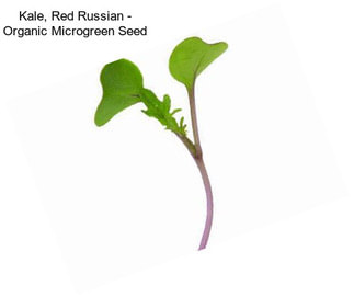 Kale, Red Russian - Organic Microgreen Seed