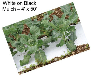White on Black Mulch – 4\' x 50\'
