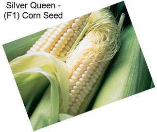 Silver Queen - (F1) Corn Seed