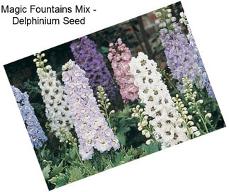 Magic Fountains Mix - Delphinium Seed