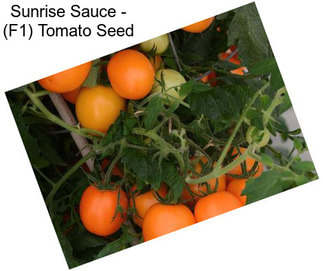 Sunrise Sauce - (F1) Tomato Seed