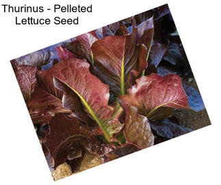 Thurinus - Pelleted Lettuce Seed