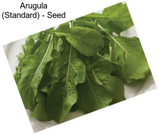 Arugula (Standard) - Seed