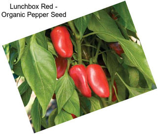 Lunchbox Red - Organic Pepper Seed