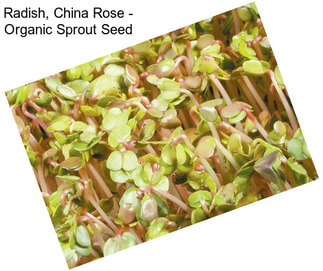 Radish, China Rose - Organic Sprout Seed