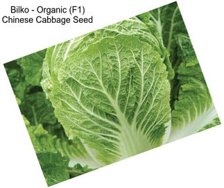 Bilko - Organic (F1) Chinese Cabbage Seed
