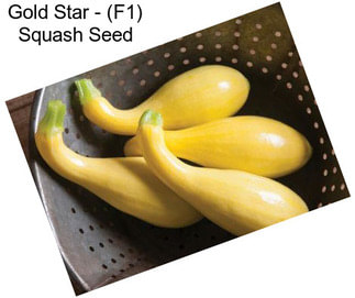 Gold Star - (F1) Squash Seed