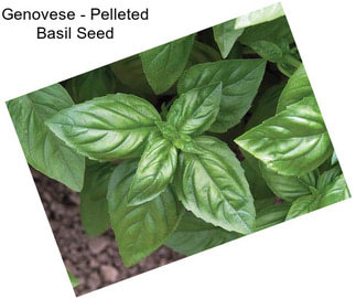 Genovese - Pelleted Basil Seed