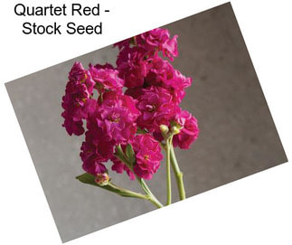 Quartet Red - Stock Seed