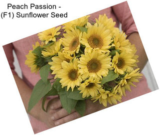 Peach Passion - (F1) Sunflower Seed