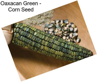 Oaxacan Green - Corn Seed