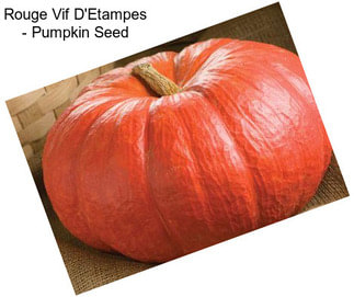 Rouge Vif D\'Etampes - Pumpkin Seed