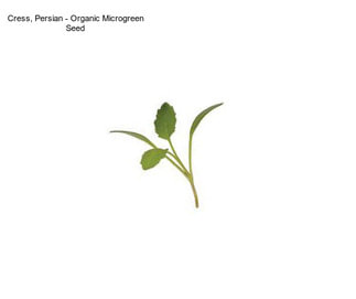 Cress, Persian - Organic Microgreen Seed