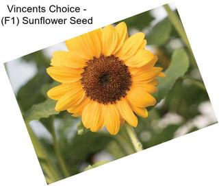 Vincents Choice - (F1) Sunflower Seed