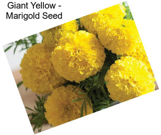 Giant Yellow - Marigold Seed