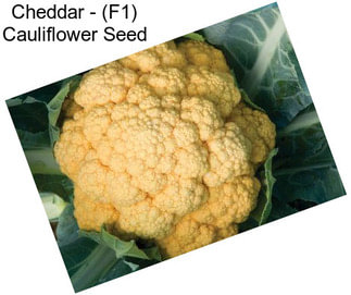 Cheddar - (F1) Cauliflower Seed