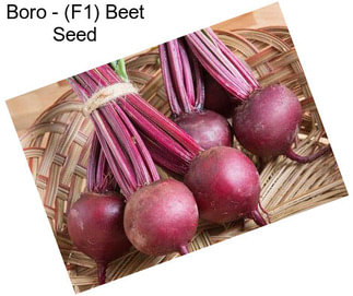 Boro - (F1) Beet Seed