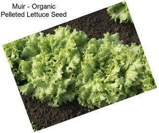 Muir - Organic Pelleted Lettuce Seed
