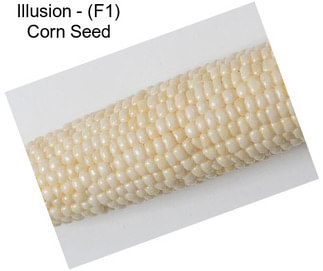 Illusion - (F1) Corn Seed