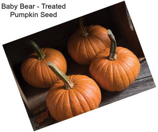 Baby Bear - Treated Pumpkin Seed