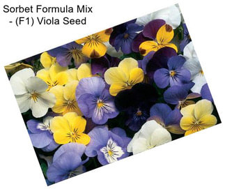 Sorbet Formula Mix - (F1) Viola Seed