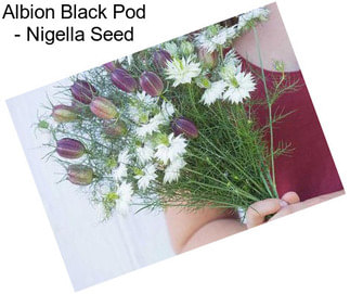 Albion Black Pod - Nigella Seed