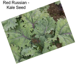 Red Russian - Kale Seed