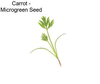 Carrot - Microgreen Seed