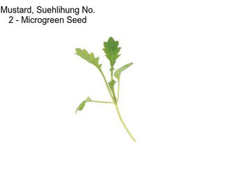 Mustard, Suehlihung No. 2 - Microgreen Seed