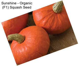 Sunshine - Organic (F1) Squash Seed