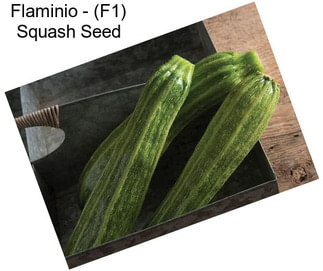 Flaminio - (F1) Squash Seed