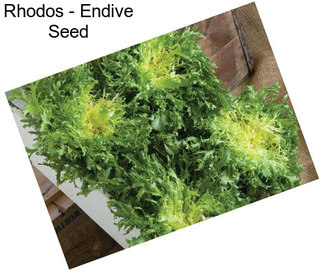Rhodos - Endive Seed