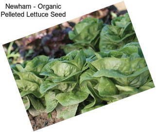 Newham - Organic Pelleted Lettuce Seed