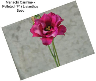 Mariachi Carmine - Pelleted (F1) Lisianthus Seed